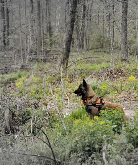 WI K9 SOS Image of files/Dog_Image/Leaf 10-2021.jpg